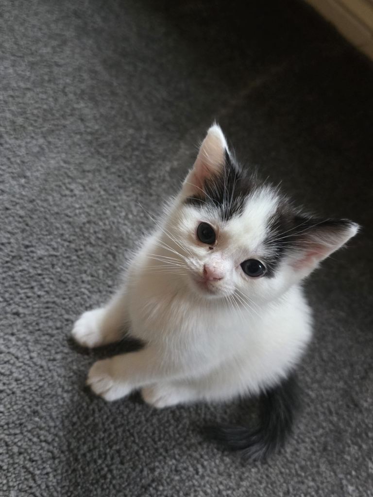 Female kitten looking for forever home 