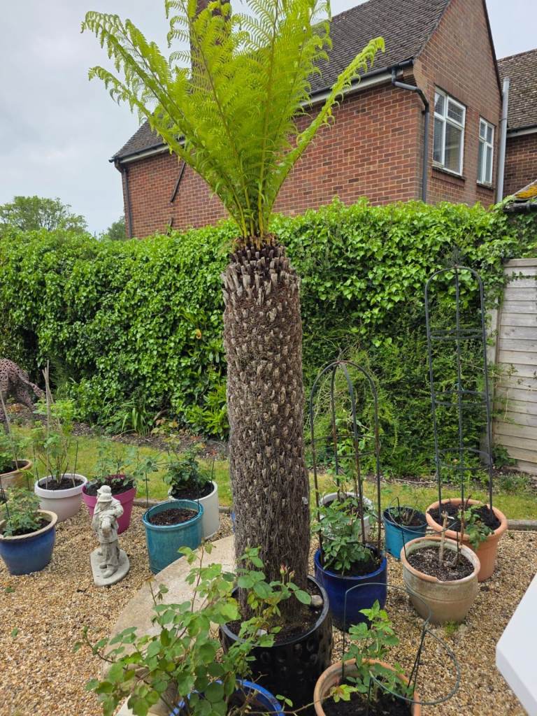Dicksonia Antarctica tree fern