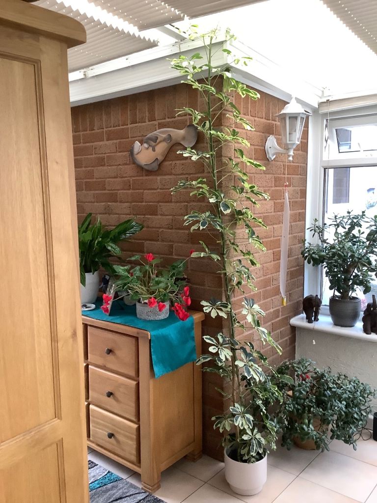Tall umbrella  plant 