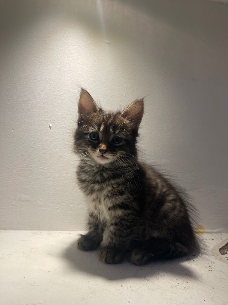 Maine coon kittens for sale