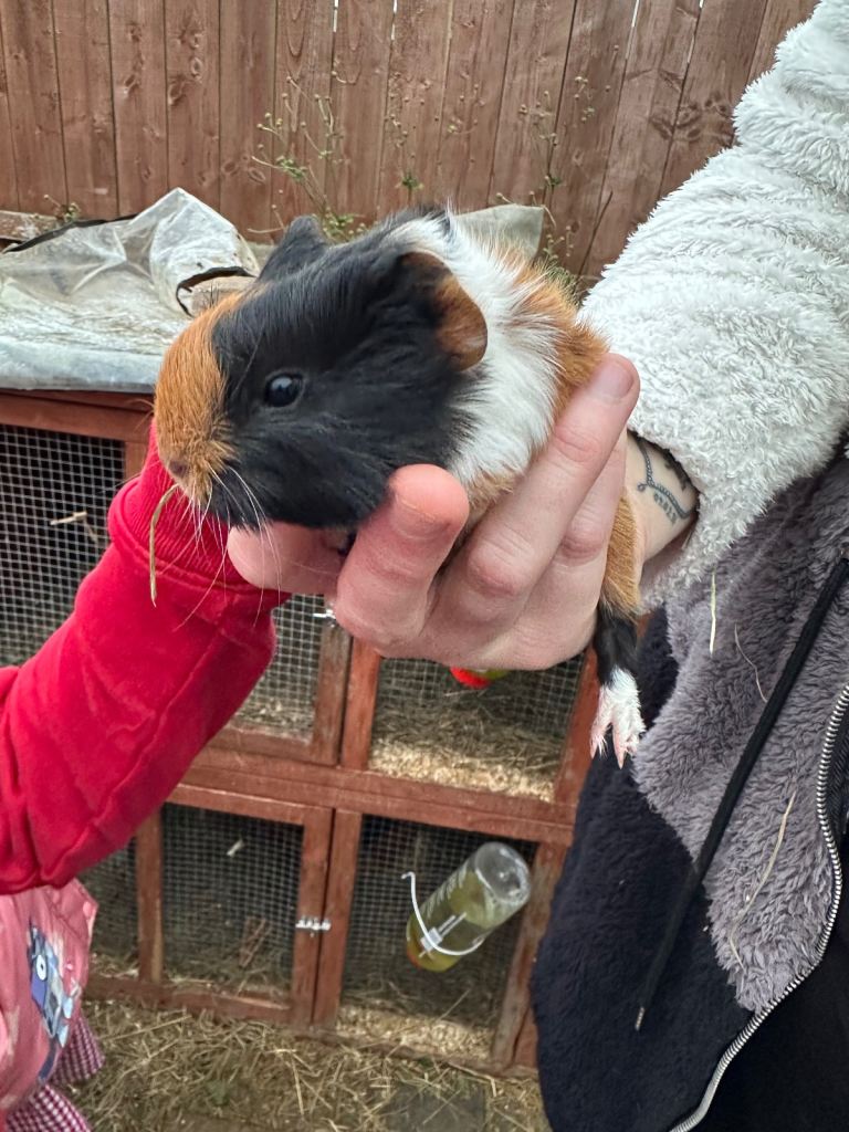 Male guinea pig babies 
