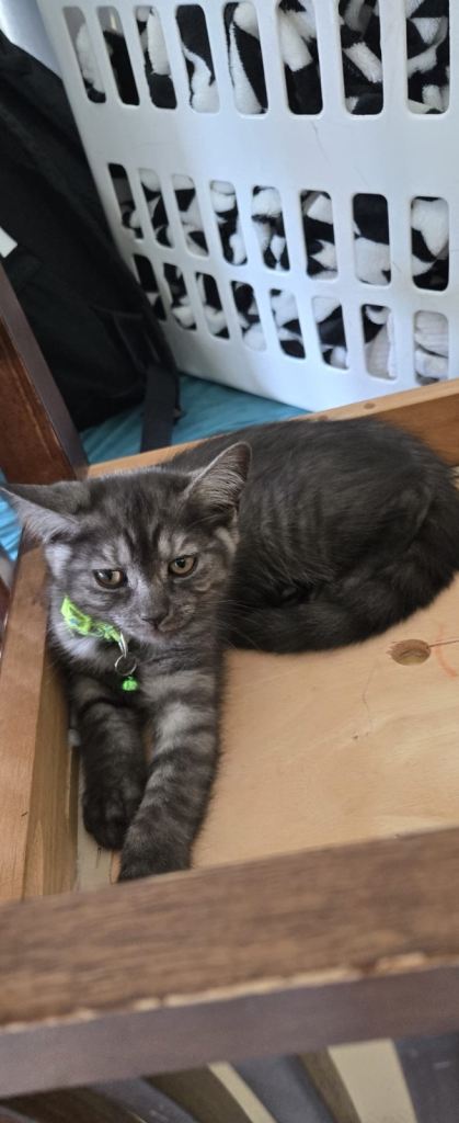 Kittens