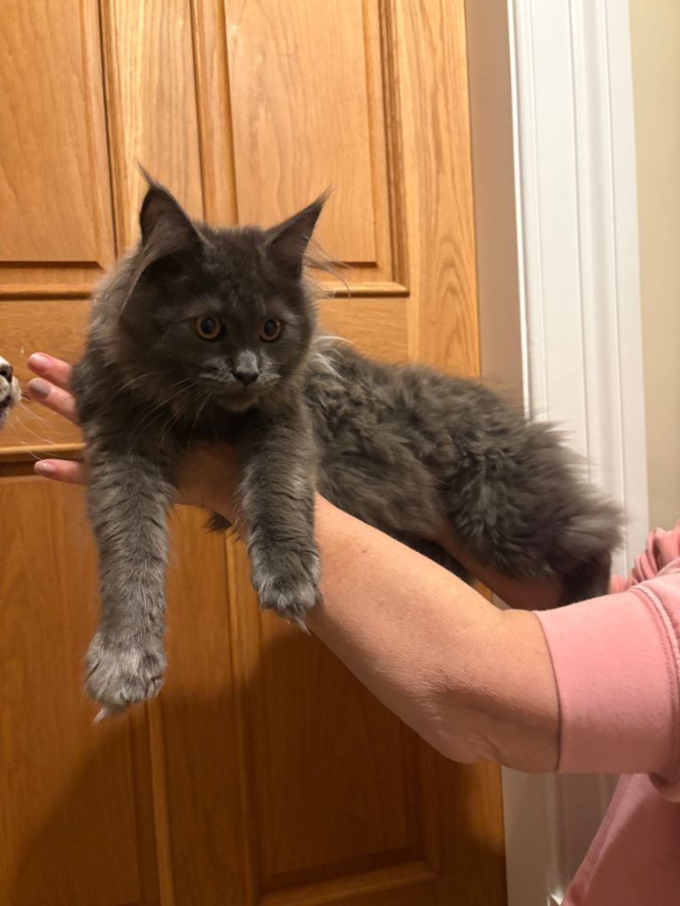 Maine Coon kittens