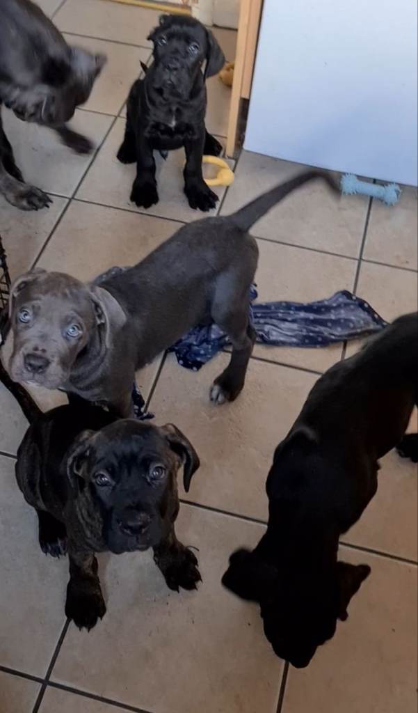 READY TO LEAVE! BIG, CHUNKY Cane Corso puppies! Outstanding bloodline. 