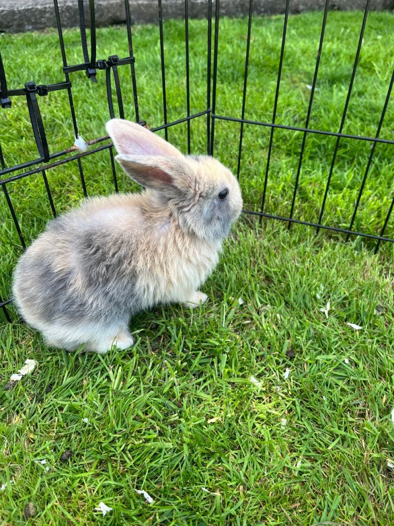Baby lop-eared rabblits