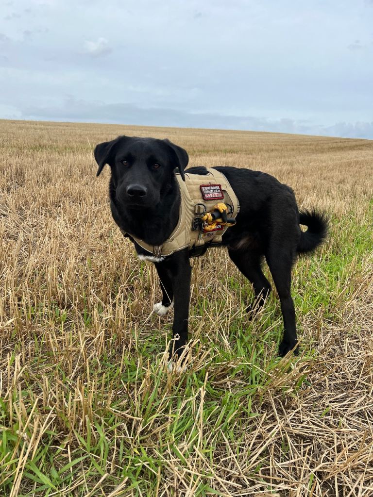 Pup/dog 1 year old lab mix