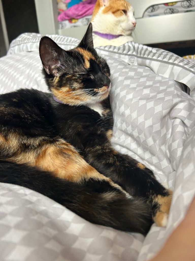 Kitten looking for forever home ❤️