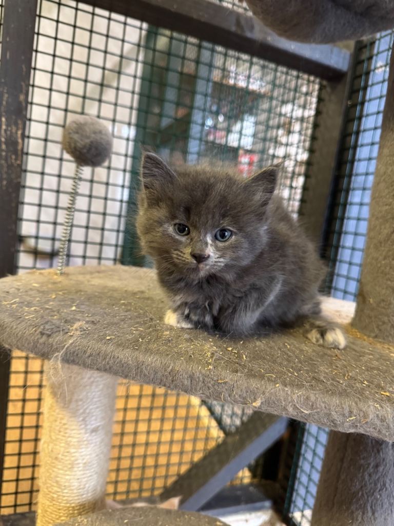 Kittens for sale