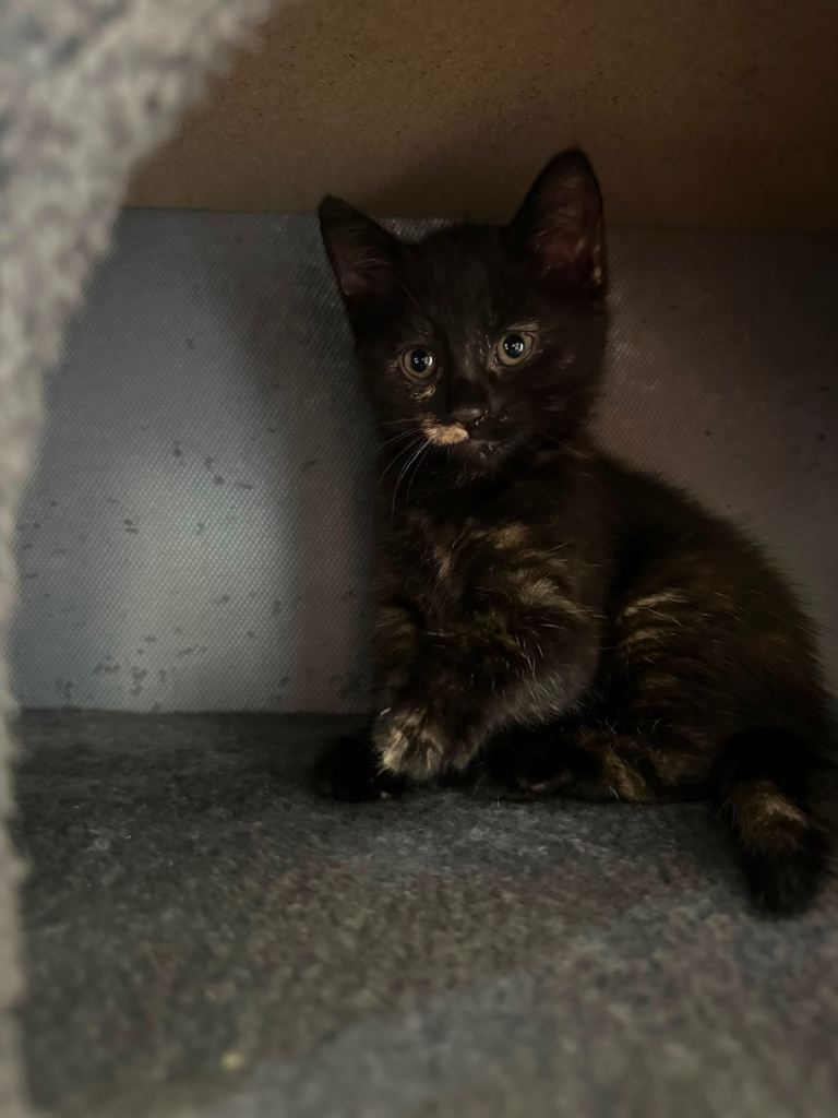 Kitten