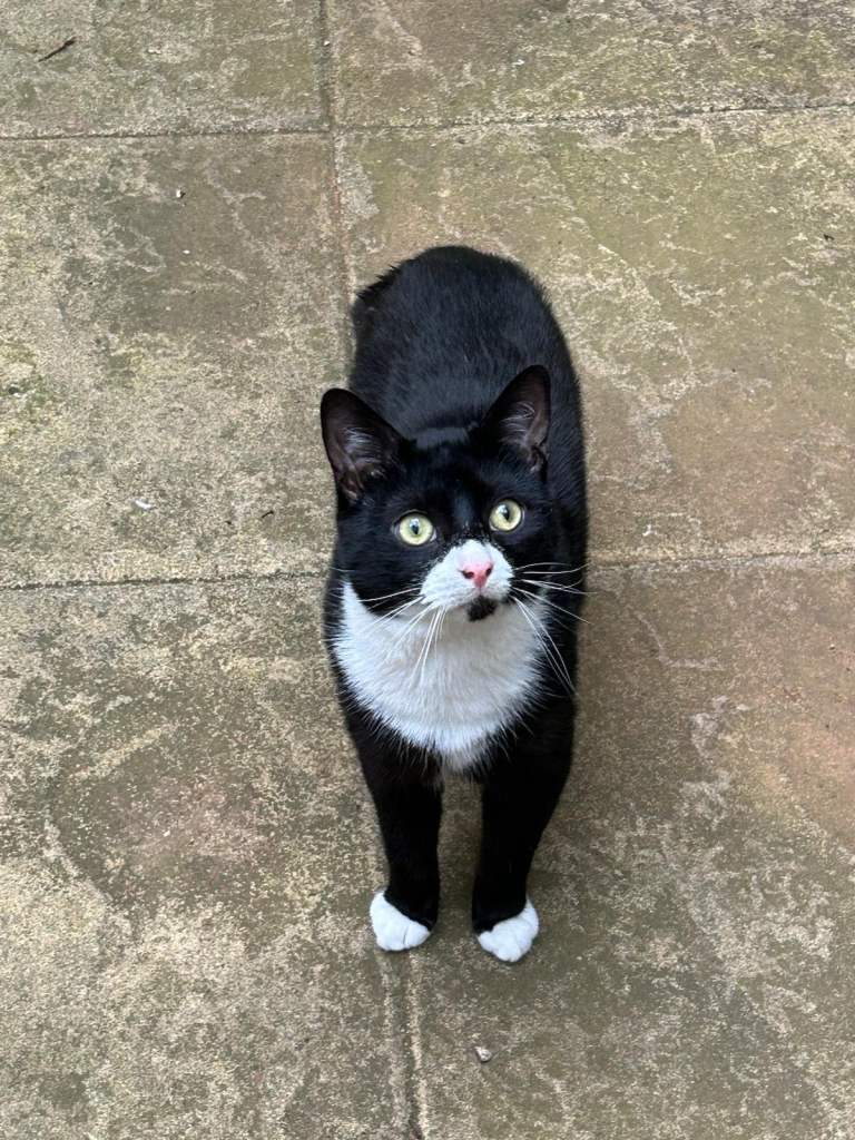 Cute & Active Kittens Ready for new Home