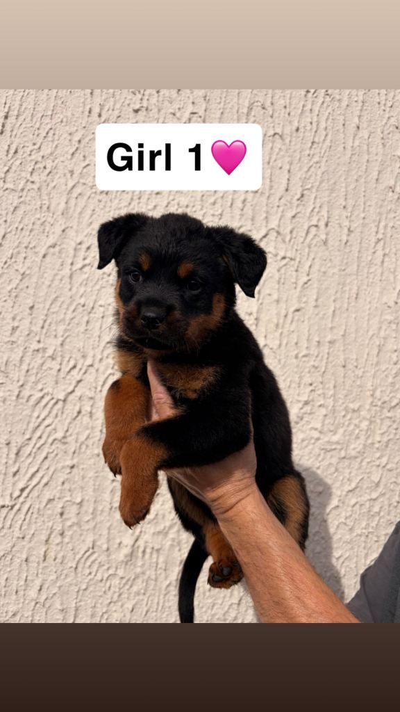 Rottweiler puppy’s 