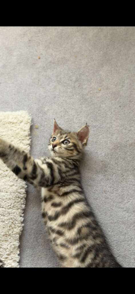 Bengal kitten 