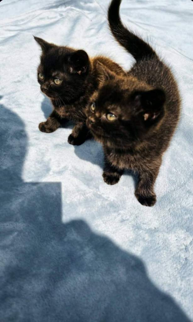 British shorthair