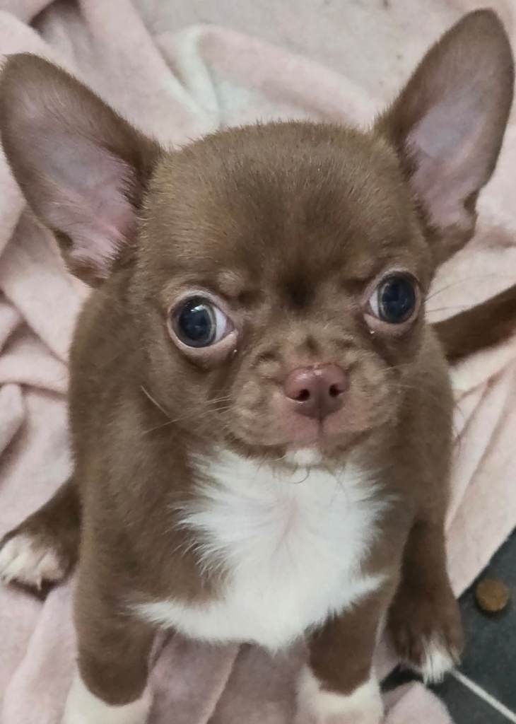 Chihuahua