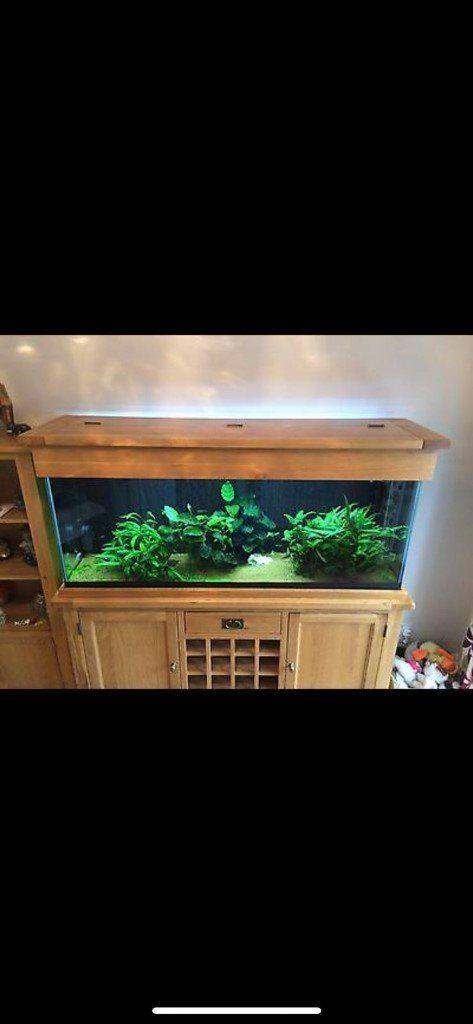 5ft Solid Oak wine rack marine tropical fish tank aquarium setup delivery🚚