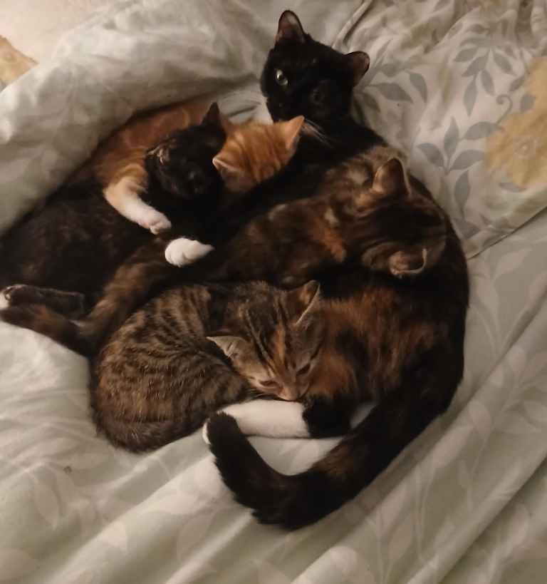 Very playful kittens for sale mixed breed forest cat and tortoiseshell