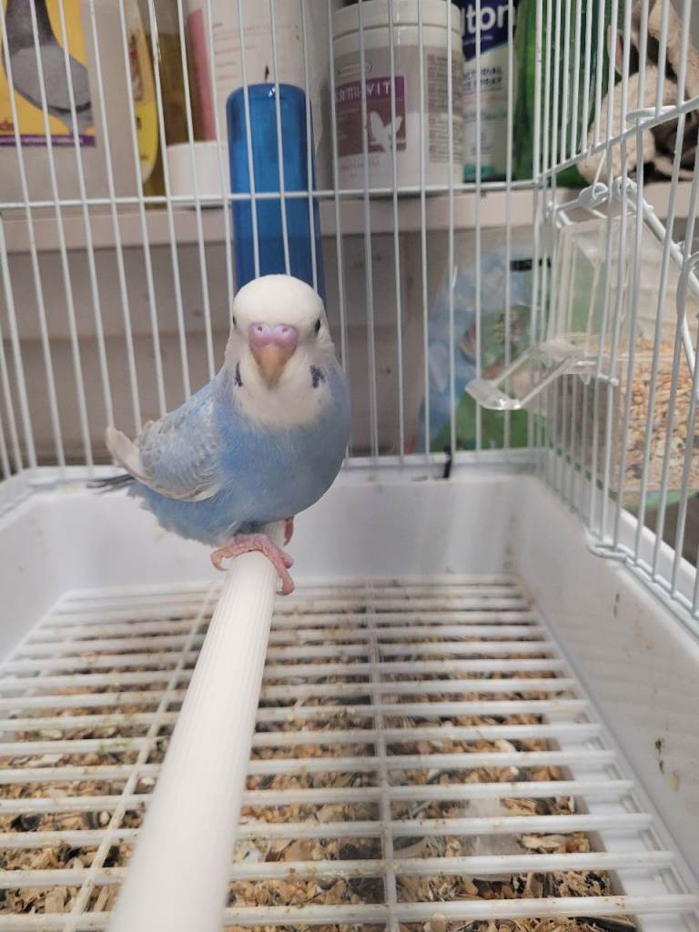 Baby budgies 