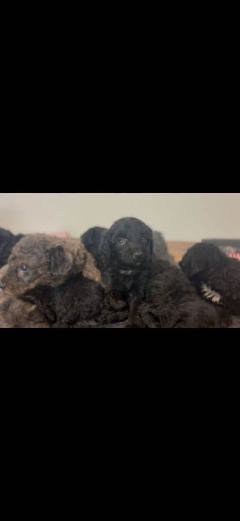 Rare Cavapoochon Puppies Home Raised PRA clea