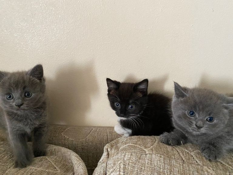 Kittens * still available unless said otherwise*