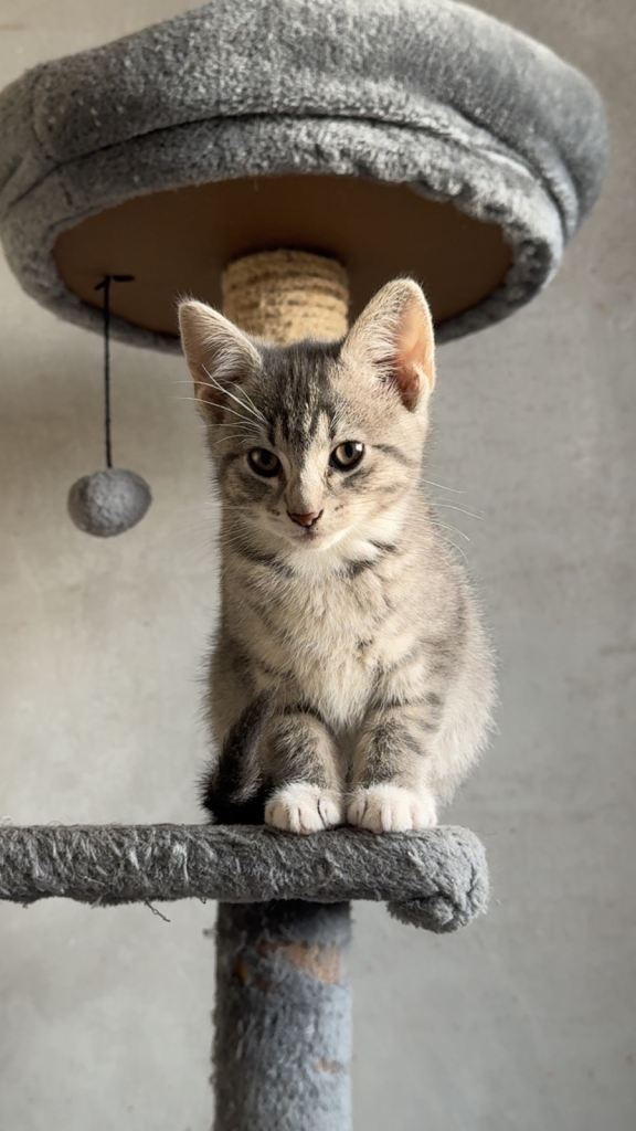 Kittens 