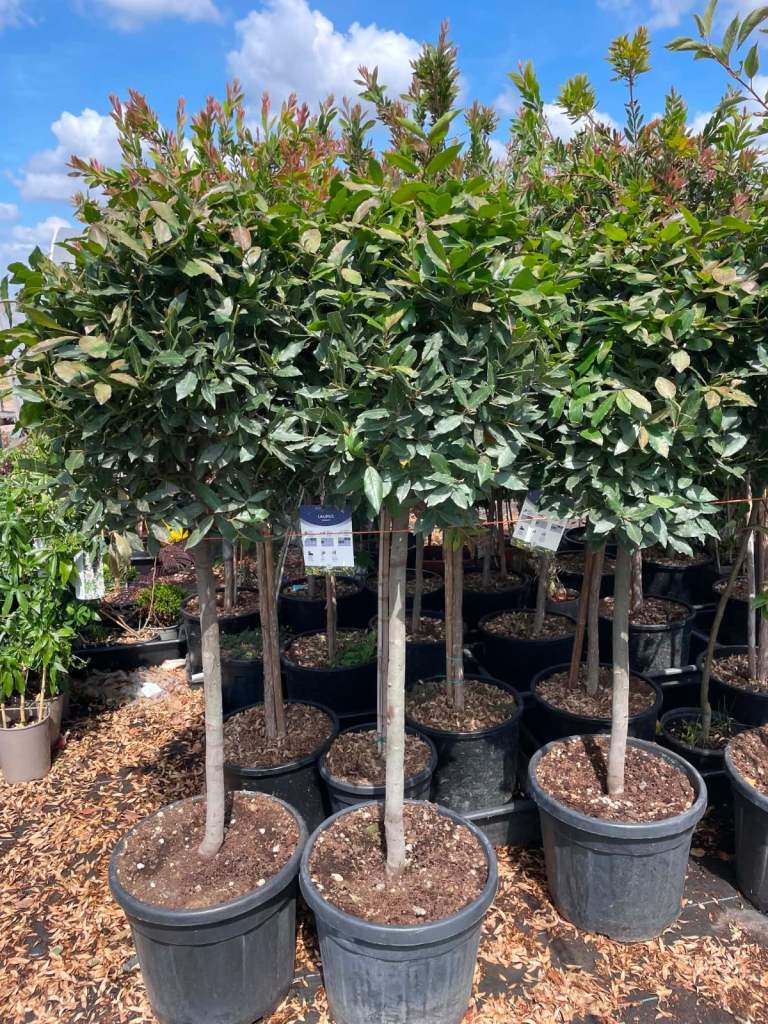 Good Sized Potted Bay Trees – Ready for Your Garden