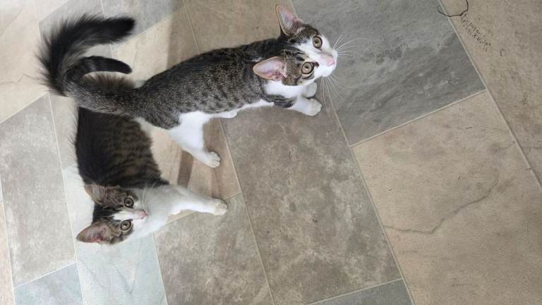 Kitens 2x Female 12 weeks ready to go