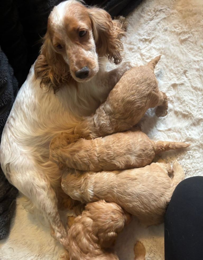 Cockapoo puppy boy | in Newmachar, Aberdeen | Gumtree