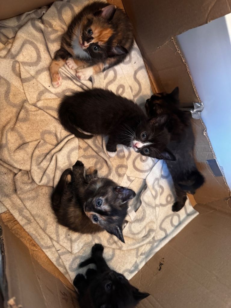 Cute Kittens for a good home