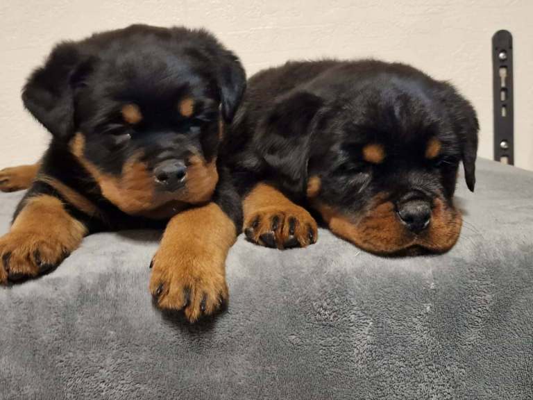 Rottweiler pups