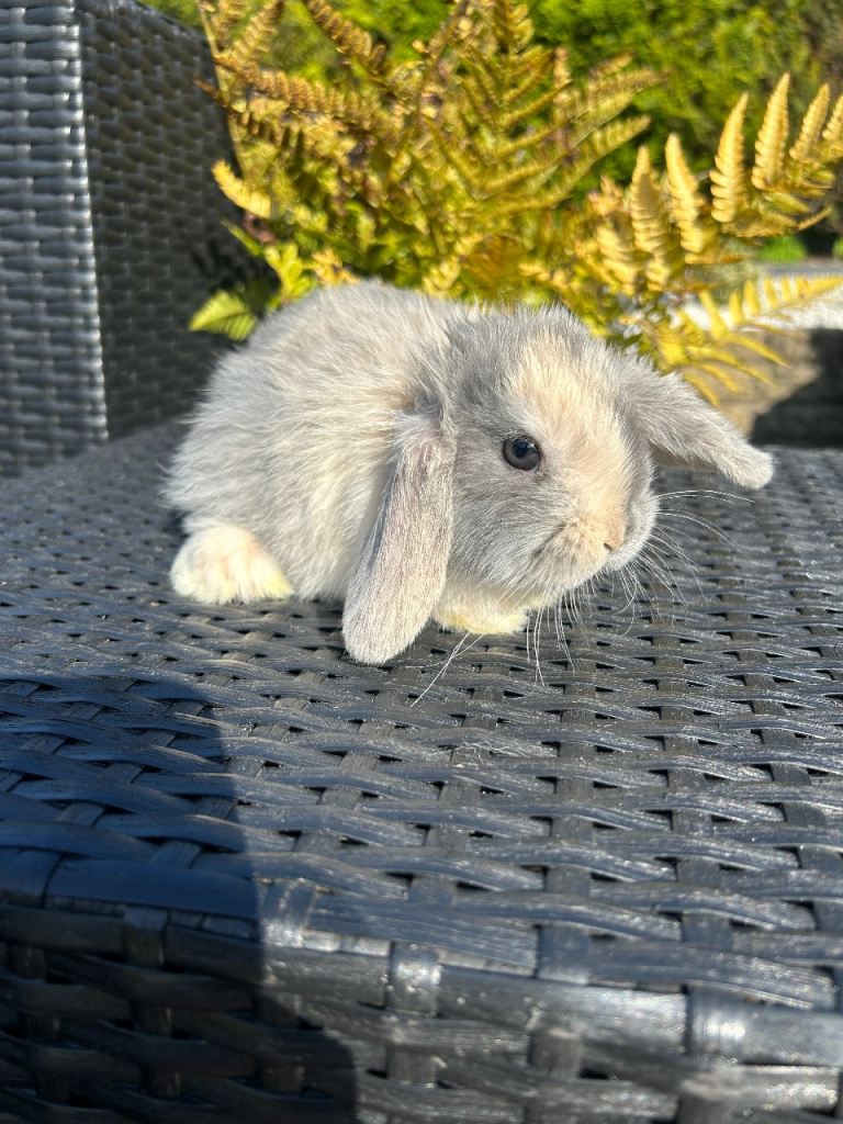 Adorable mini lop rabbits 