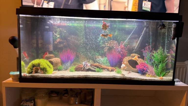 Large Fish Tank 