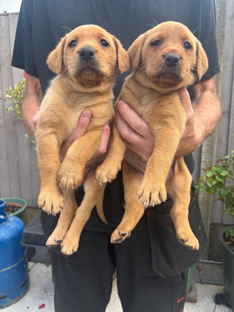 Beautiful Labrador pups 