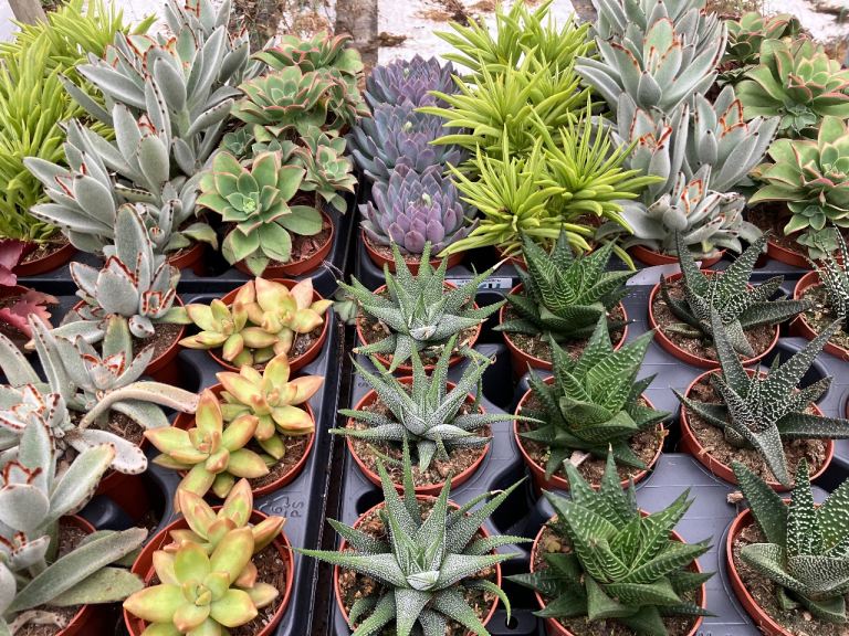 SUCCULENTS FOR SALE 