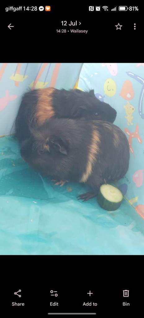 2 male guinea pigs with cage