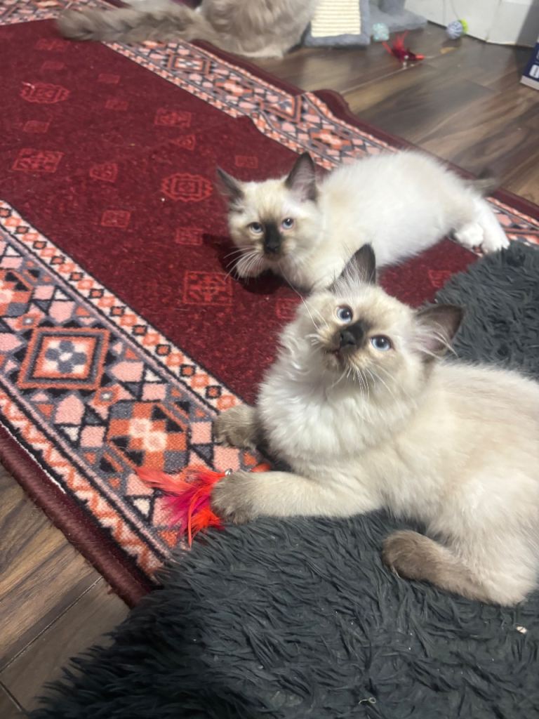 Pure Ragdoll kittens 