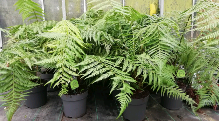 DICKSONIA ANTARTICA - TREE FERN