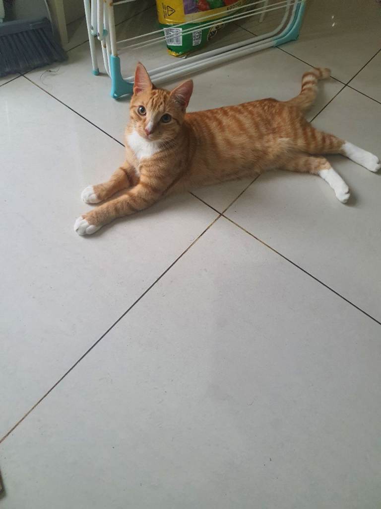 Male kitten 6 months old