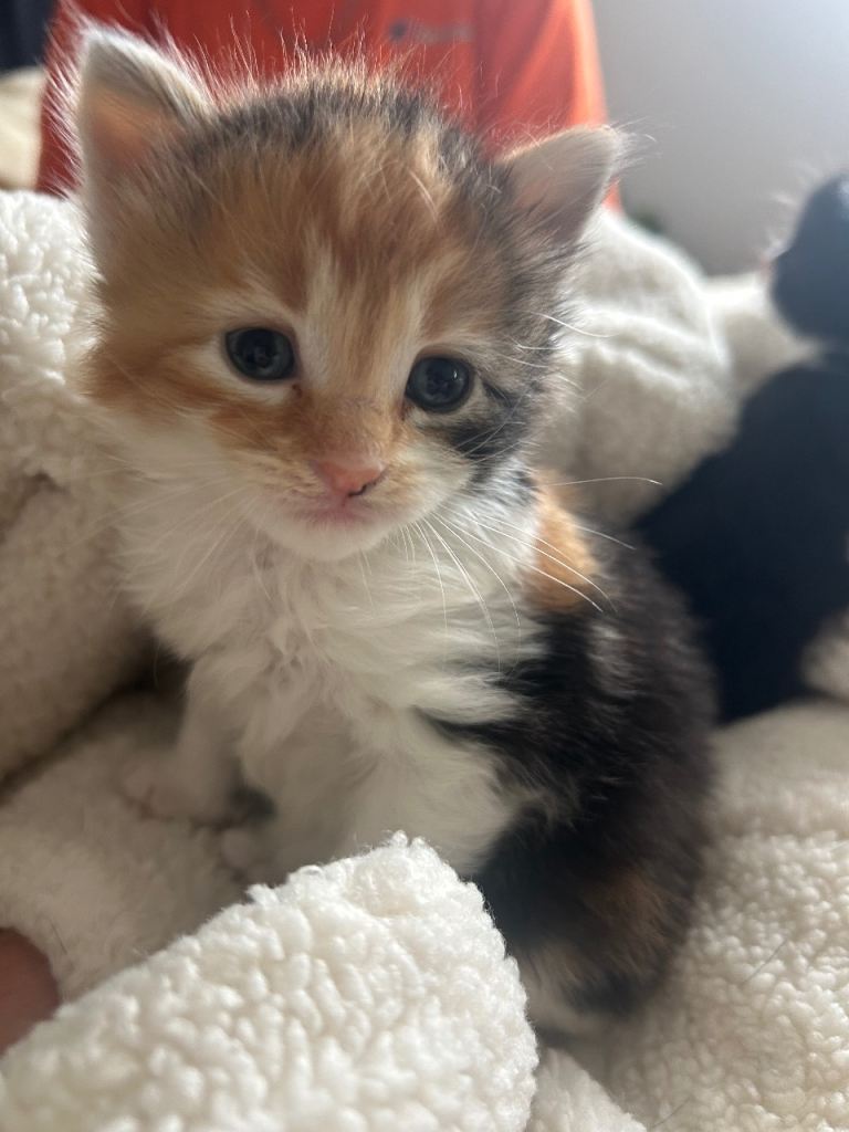 5 Fluffy Adorable Kittens 