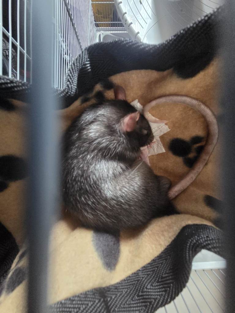 2 rats and accessories for sale