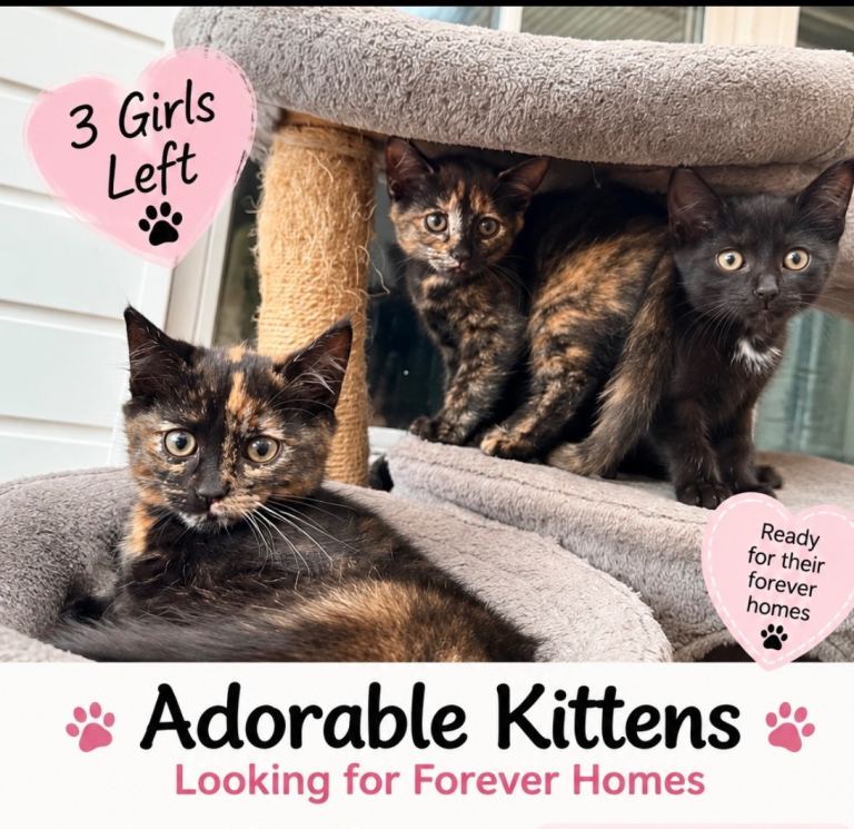 Adorable Kittens Looking for Forever Homes