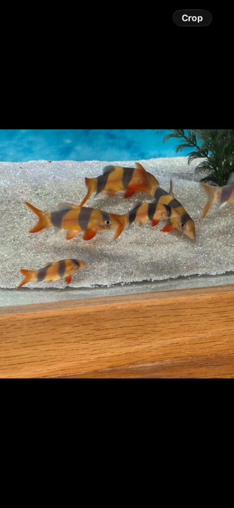 Clown loaches