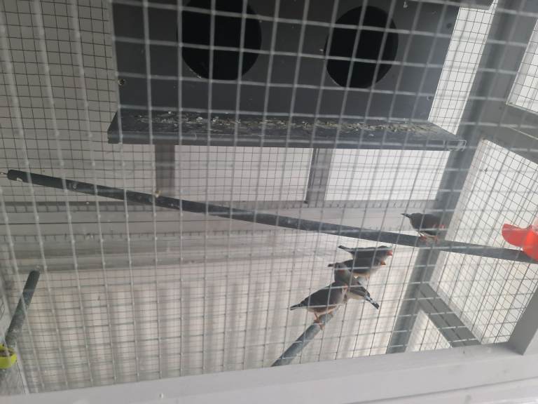 Zebra finches 5 pound each can pick from these