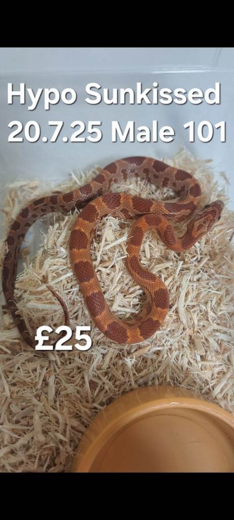  Lower Prices! Various Corn Snakes for sale