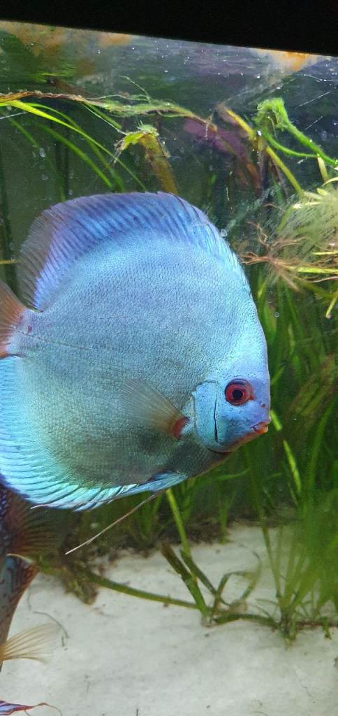 Discus fish 