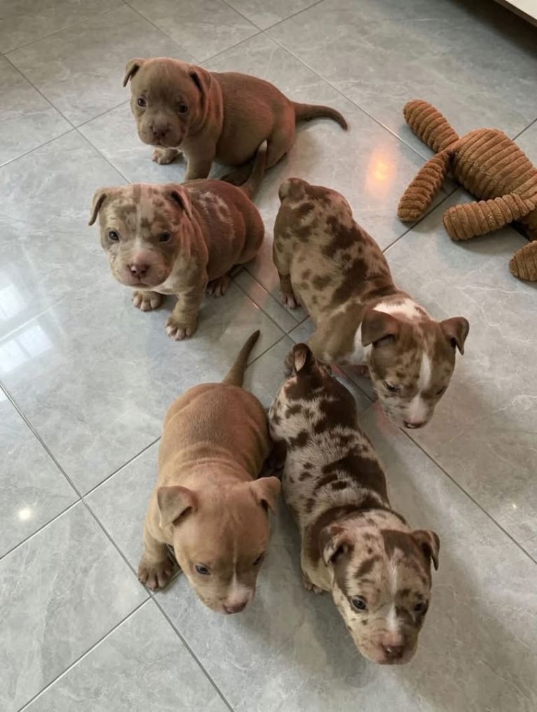 Pocket Bully Puppies 
