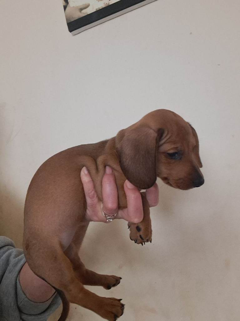 Miniature dachshund pra clear girl