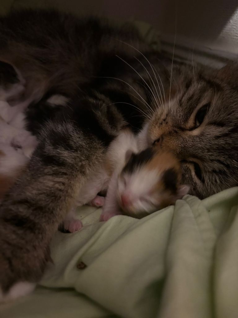 Friendly long haired kittens 