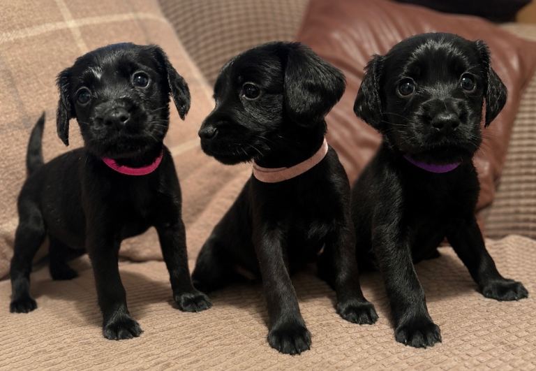 3 Black Cockedor Puppies 