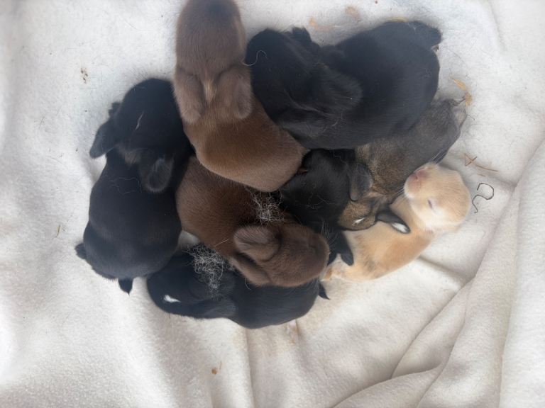 Baby bunny’s 