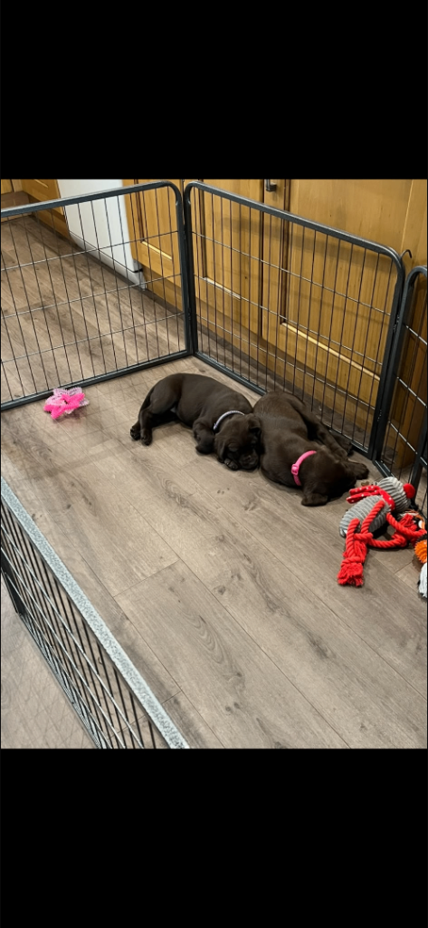 Dog Pen